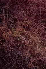 Tang Mausoleum Long grass 02 by Feng Yan contemporary artwork photography