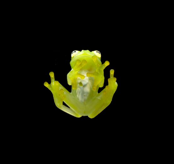 Glass frog by Fatos Irwen contemporary artwork Sculpture