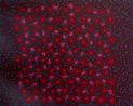 Amuse Bouche Spermyies Vignette by Laura Williams contemporary artwork Painting