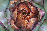 Artichoke Rome by James Welling contemporary artwork painting