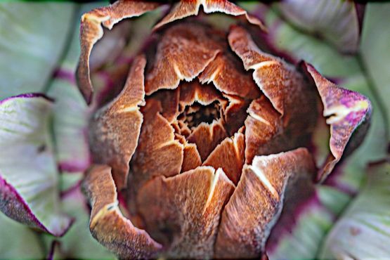 Artichoke Rome by James Welling contemporary artwork Painting