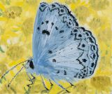 Summer Azure by Claudia Keep contemporary artwork painting