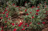 In the garden of the german ambassador in Addis Ababa by Wolfgang Tillmans contemporary artwork photography