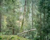 Ubern Wald 2 by Peter Bialobrzeski contemporary artwork print