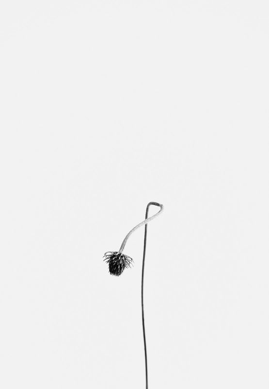 Carduus defloratus 1 Bergdistel 1 by Peter Mathis contemporary artwork Photography