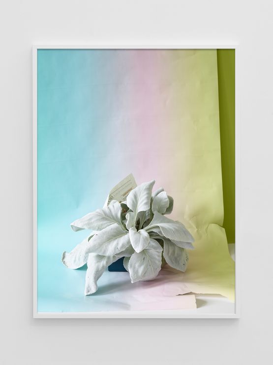 Angel Wings  Gaiskraut by Annette Kelm contemporary artwork Photography