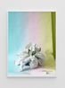 Angel Wings Gaiskraut by Annette Kelm contemporary artwork Photography