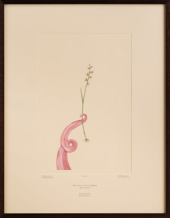 Untitled 317 by Caroline Rothwell contemporary artwork Print