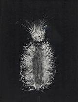 Untitled pineapple by Pati Hill contemporary artwork print works on paper