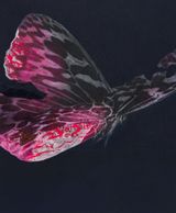 Cyborg Butterfly 9 by Yoshiaki Nakamura contemporary artwork painting