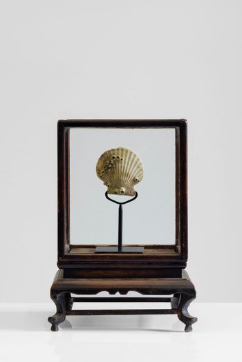 May-December Scallop by Trevor Yeung contemporary artwork sculpture