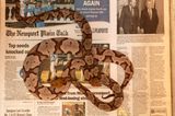 Copperheads on Newport Plain Talk by Roe Ethridge contemporary artwork photography
