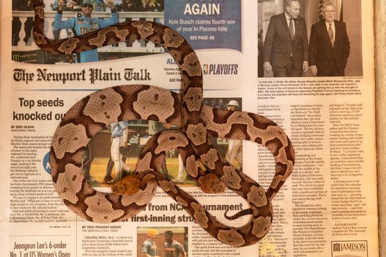 Copperheads on Newport Plain Talk by Roe Ethridge contemporary artwork Photography