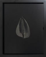Etherized objects 67 by Raena Abella contemporary artwork photography