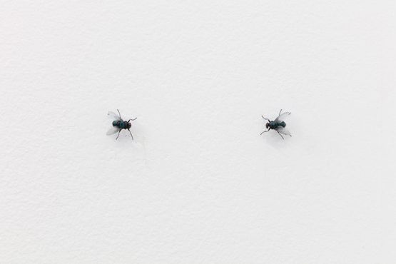 Two Flies Staring At Each Other by Superflex contemporary artwork Sculpture