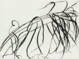Oct. 8 2011 3 Blue-joint grass Calamagrostis canadensis by Susan Hartnett contemporary artwork drawing works on paper