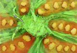 FRUITSALAD by Moniek Schrijer contemporary artwork painting sculpture