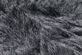 Grass-Tainan Qigu 17 by Quo Ying-Sheng contemporary artwork photography