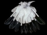 Magpie Tail Lower Hook by Fiona Pardington contemporary artwork photography