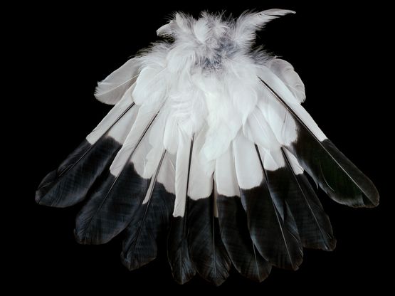 Magpie Tail Lower Hook by Fiona Pardington contemporary artwork Photography