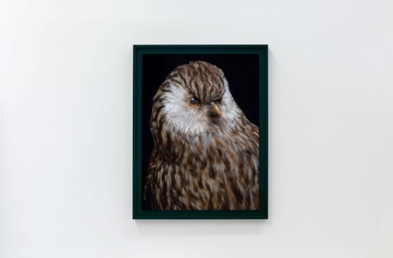 Whekau 2  Laughing owl Ninox albifacies adult male collection of the Museum of New Zealand Te Papa Tongarewa OR. 030061 Te Whanganui-a-Tara Wellington Aotearoa New Zealand by Fiona Pardington contemporary artwork Print