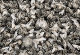 Song Sting Swarm 1 by Anne Noble contemporary artwork photography