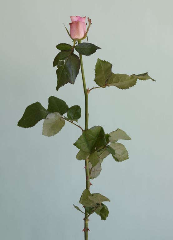 Untitled 08 from the series Rose is a rose is a rose by Heeseung Chung contemporary artwork Print