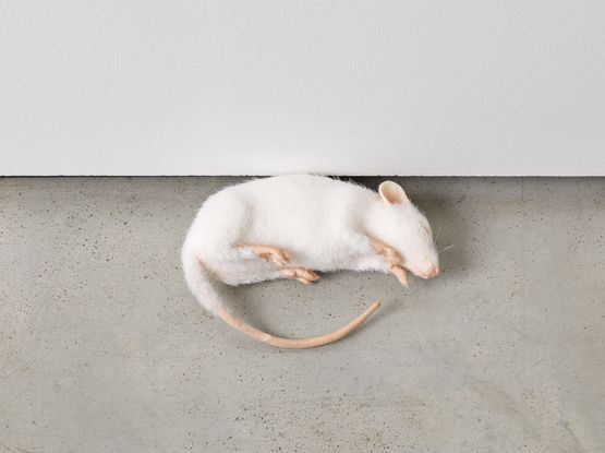 Take confidence in your abilities by Ryan Gander contemporary artwork Installation