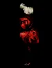 Guinevere for Blood Roses Studio Luce Paris by Paolo Roversi contemporary artwork Photography