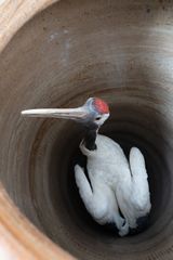 Crane by Huang Yong Ping contemporary artwork design