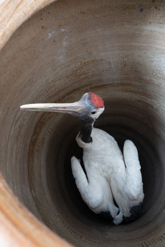 Crane by Huang Yong Ping contemporary artwork Design
