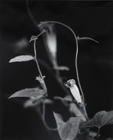 Asagao 7 by Taro Masushio contemporary artwork photography