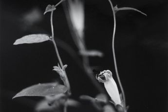 Taro Masushio contemporary artist