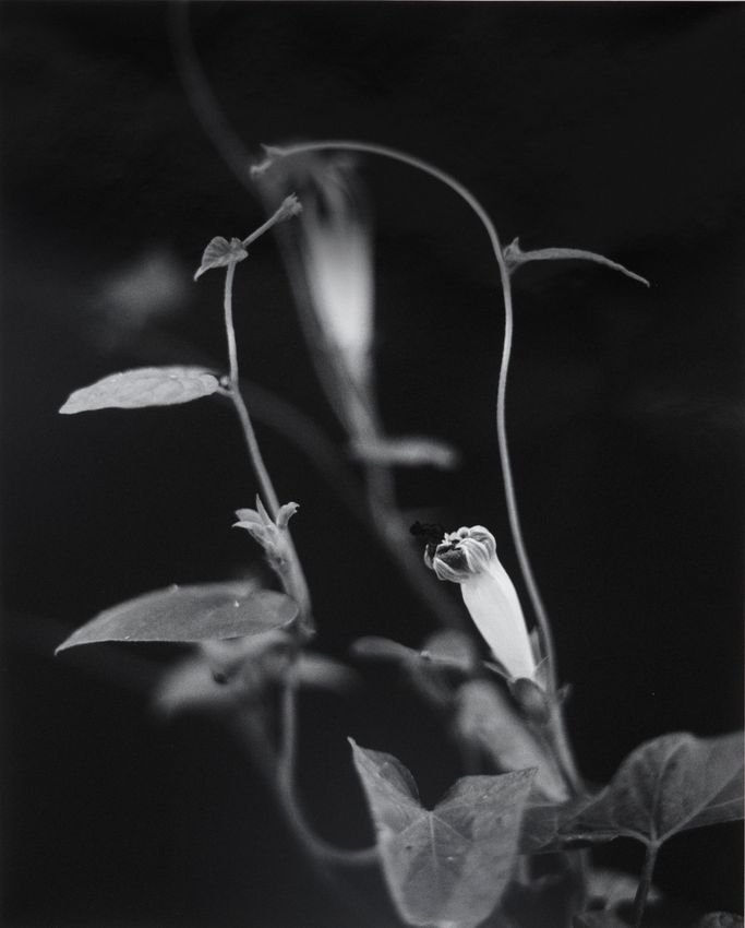 TARO MASUSHIO