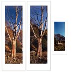 Elderberries rubbed into dead Elm tree by Andy Goldsworthy contemporary artwork photography