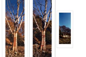Andy Goldsworthy