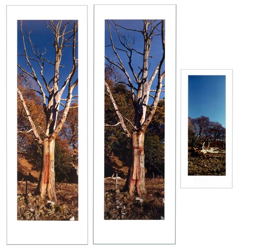 Elderberries rubbed into dead Elm tree by Andy Goldsworthy contemporary artwork Photography