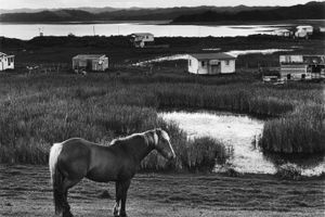 Marti Friedlander