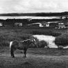 Te Maika 1975 by Marti Friedlander contemporary artwork Photography