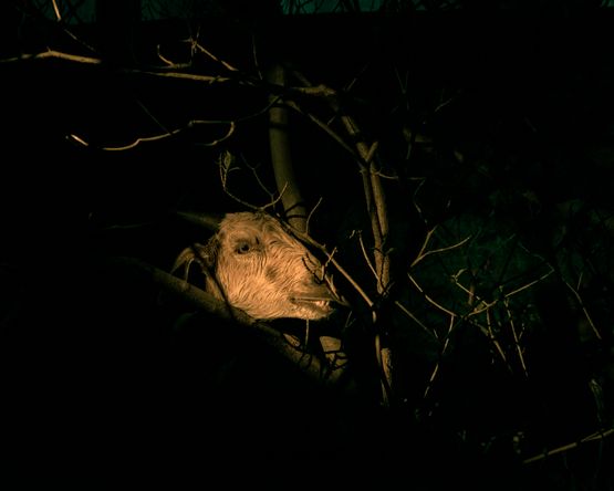 A Discreet Exit Through Darkness by Soumya Sankar Bose contemporary artwork Photography