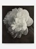 Peony by Don Brown contemporary artwork Painting