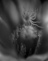Epiphyllum Album by Liang Yue contemporary artwork photography