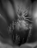 Epiphyllum Album by Liang Yue contemporary artwork Photography