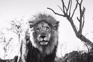 David Yarrow