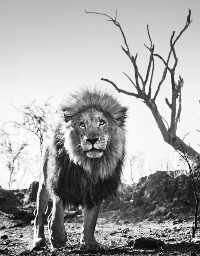 DAVID YARROW