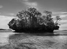Baobab trees on a mushroom island in Bay of Moramba Madagascar by Sebastiao Salgado contemporary artwork Photography