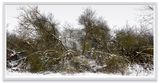 Schlichter Weg Feldberger Seenlandschaft by Thomas Struth contemporary artwork photography
