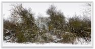 Schlichter Weg Feldberger Seenlandschaft by Thomas Struth contemporary artwork Photography