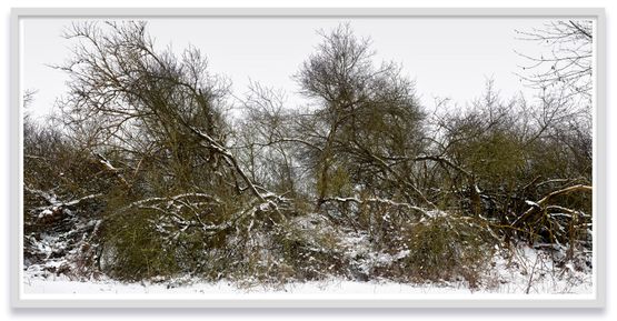 Schlichter Weg Feldberger Seenlandschaft by Thomas Struth contemporary artwork Photography