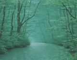 Oirase-seiryu by Kazuyuki Futagawa contemporary artwork painting works on paper